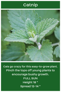 Herbs/Catnip