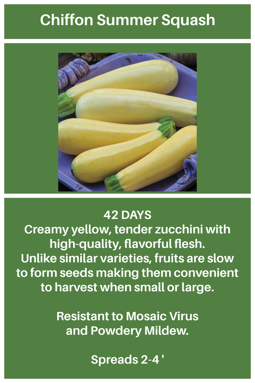 Yellow Summer Squash Chiffon  4-PACK