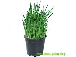 Herbs/Chives Single