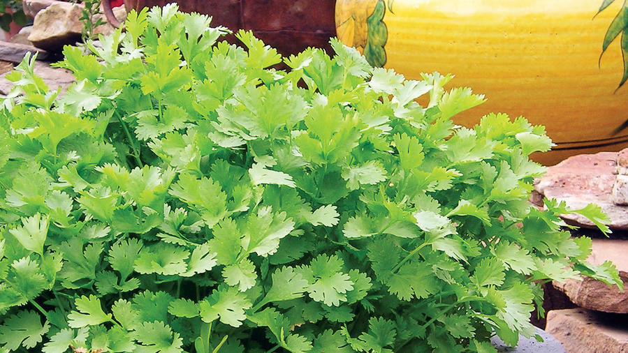 Herbs/Cilantro Single