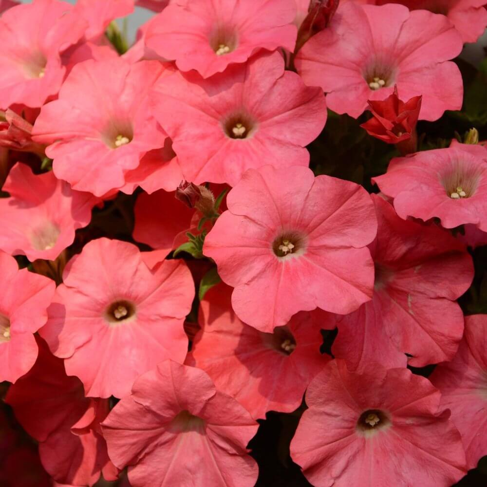 Petunia Coral Reef Easy Wave