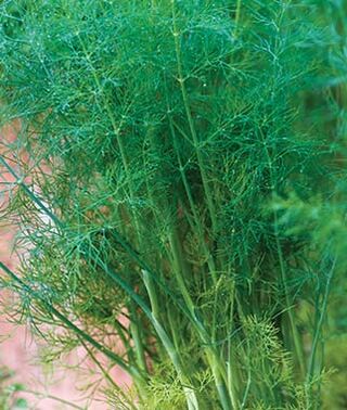 Herbs/Dill Single