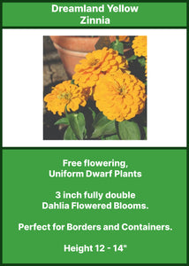 Zinnia Dreamland Yellow Dwarf 6-Pack