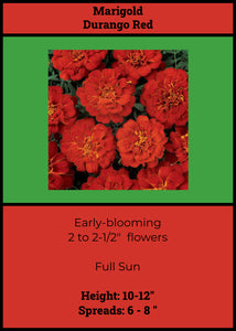 Marigolds:  Durango Red   6 - pack