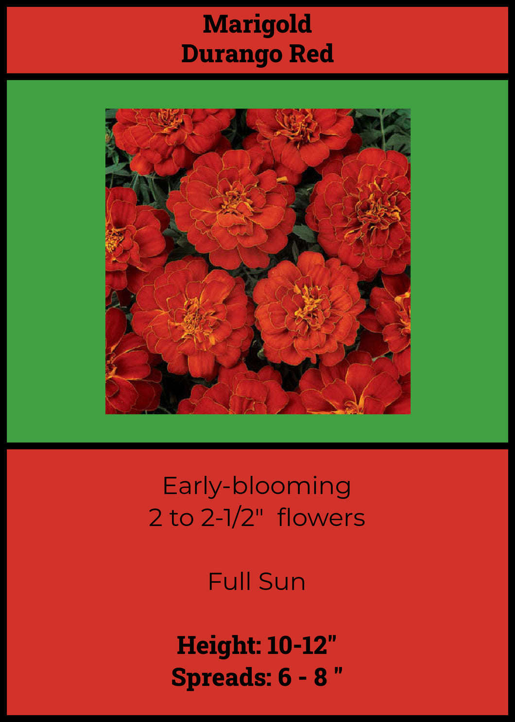 Marigolds:  Durango Red   6 - pack