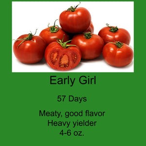 Tomato/Early Girl 6-Pack