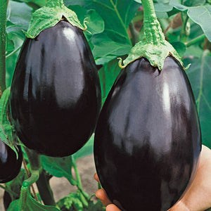 Eggplant 4-pack