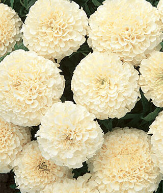 Marigolds: French Vanilla Single