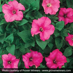 Petunia Giant Pink