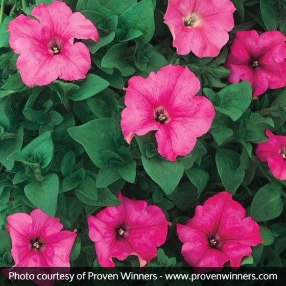 Petunia Giant Pink