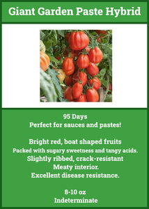 Tomato/Giant Garden Paste Hybrid  Single