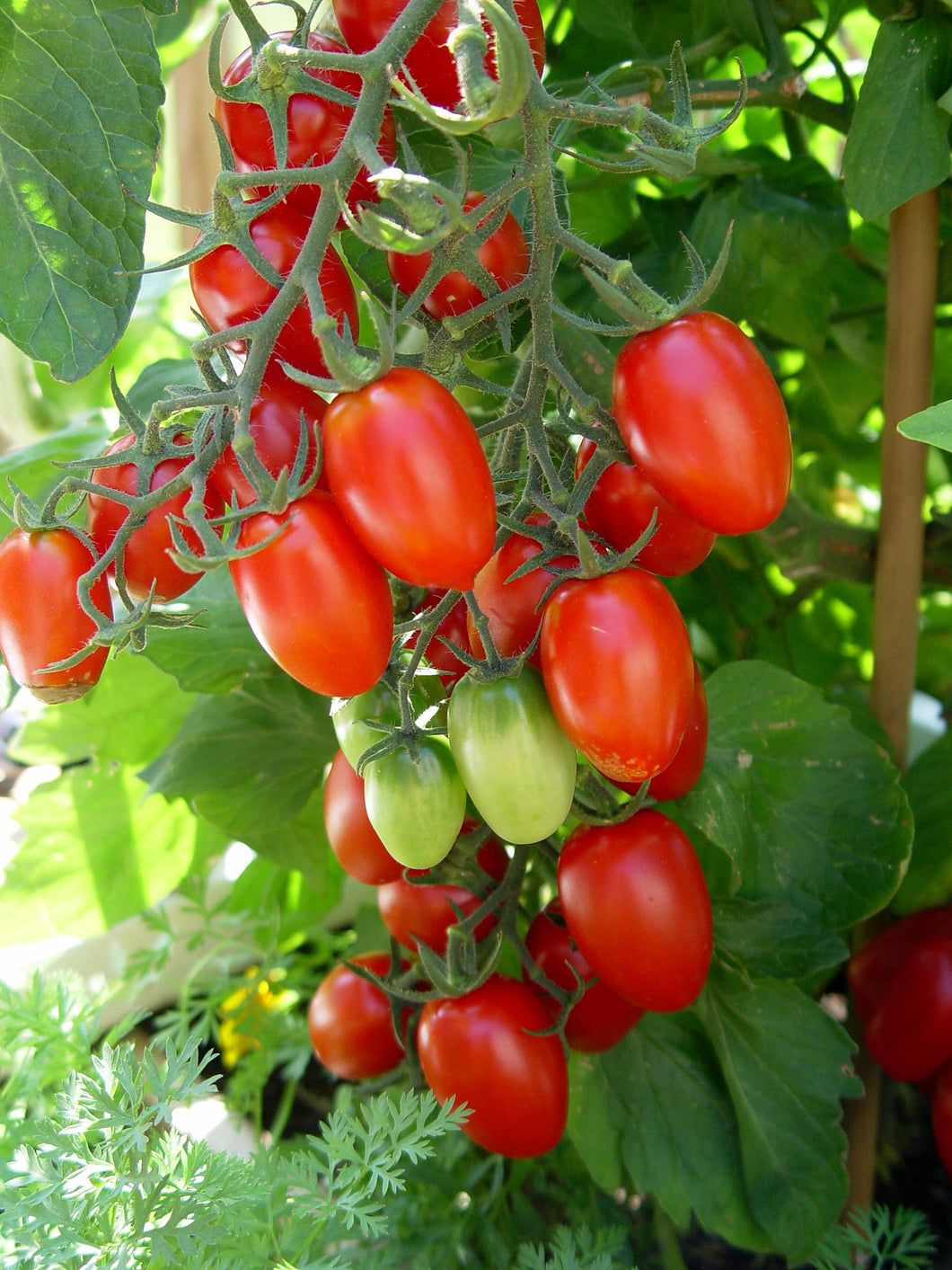 Cherry Tomato:  Grape/Cupid Single Plant