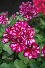 Load image into Gallery viewer, Geranium Ivy Great Balls of Fire (Burgundy Blaze)
