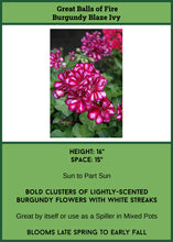 Load image into Gallery viewer, Geranium Ivy Great Balls of Fire (Burgundy Blaze)
