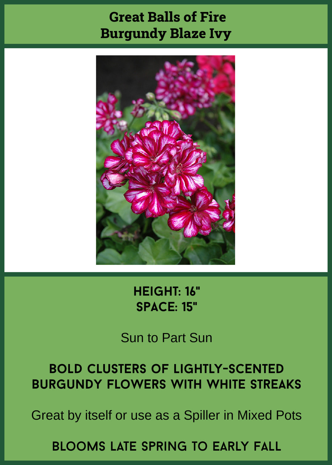 Geranium Ivy Great Balls of Fire (Burgundy Blaze)