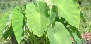 Elephant Ear (Green) in a pot