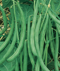 Green Bean: Contender