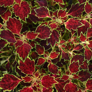 Coleus TrailBlazer Glory Road