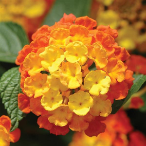 Lantana Citrus