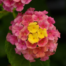 Load image into Gallery viewer, Lantana Rose Sunrise
