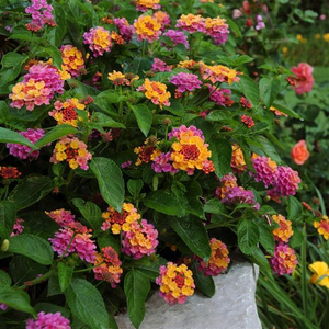 Lantana Rose Sunrise