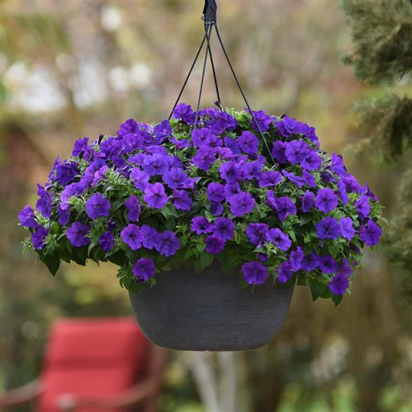 Petunia ColorRush Blue