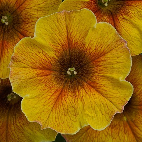 SuperCal Premium Caramel Yellow Petchoa