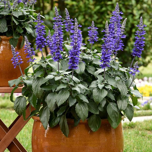 Salvia Mystic Spires