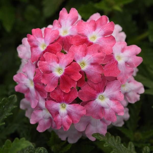 Verbena Pink Fizz