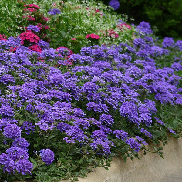 Verbena Blue
