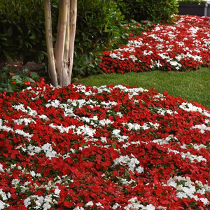 Impatiens:  Red and white  6-Pack