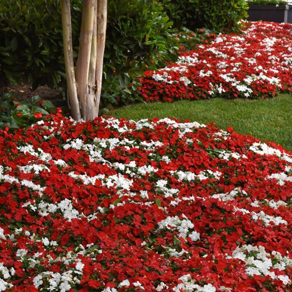 Impatiens:  Red and white  6-Pack