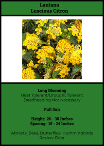 Lantana Luscious Citron