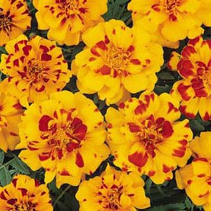Marigolds: Durango Bolero 6-pack