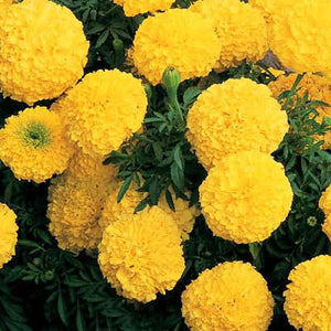 Marigolds: Inca II Yellow Single Dwarf Big Blooms Single Pot