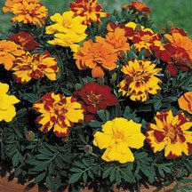 Marigolds: Durango Outback Mix 6-pack