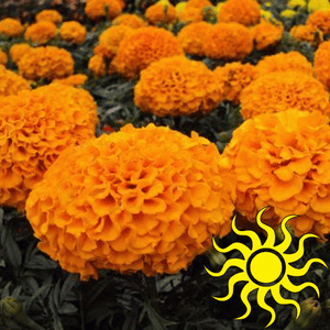 Marigolds: Inca II Orange- Dwarf-Big Blooms Single