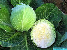 Load image into Gallery viewer, Cabbage Megaton 6-Pack
