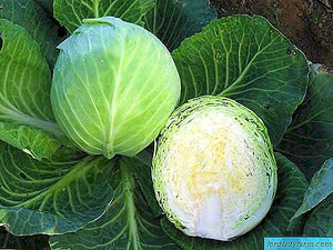 Cabbage Megaton 6-Pack