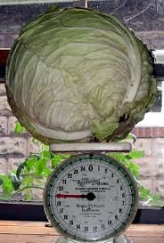 Cabbage Megaton 6-Pack