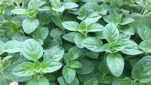 Herbs/Oregano Single