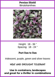 Persian Shield