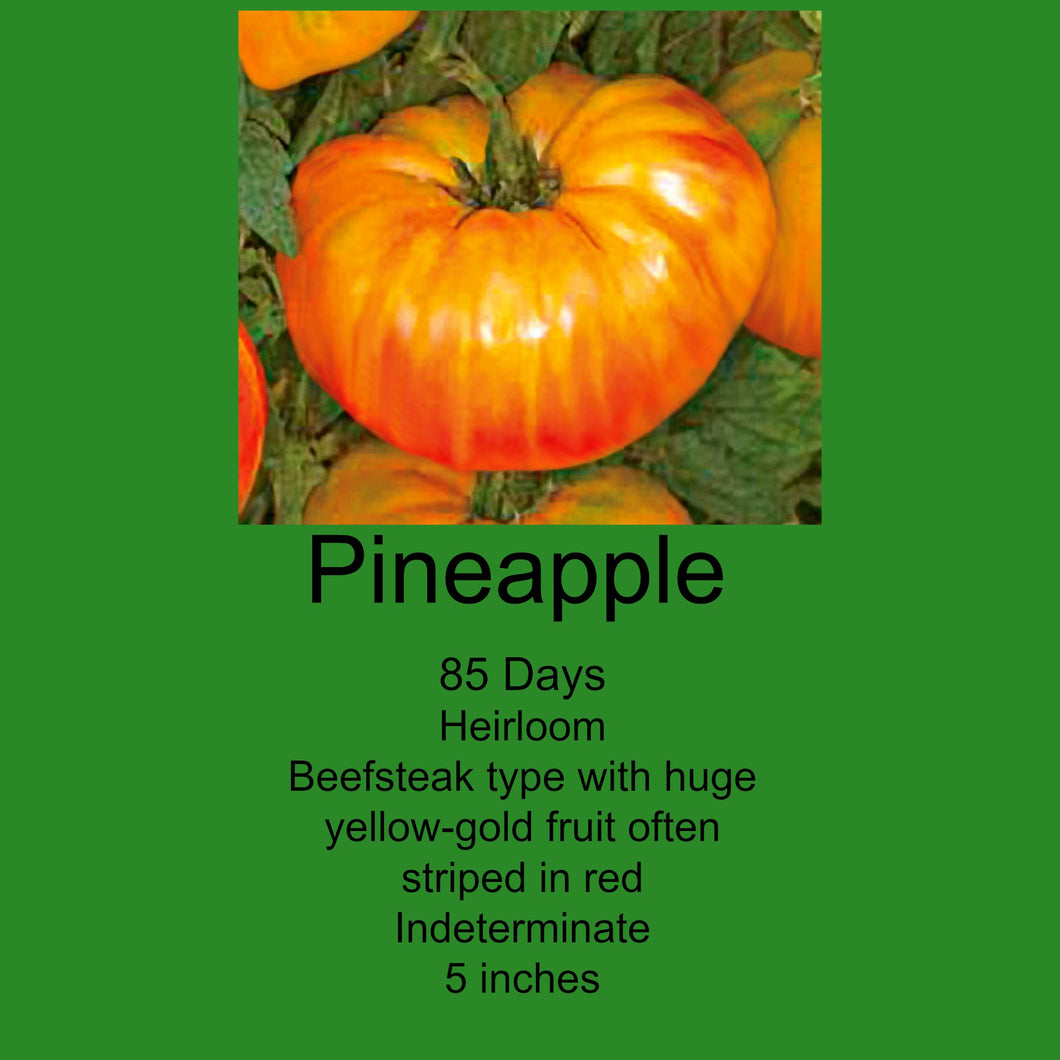 Tomato/Pineapple 6-Pack