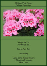 Load image into Gallery viewer, Geranium Calliope Med Pink Flame Single
