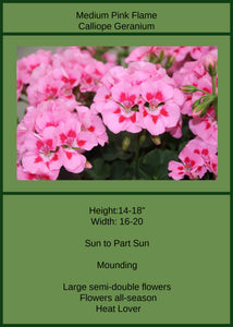 Geranium Calliope Med Pink Flame Single