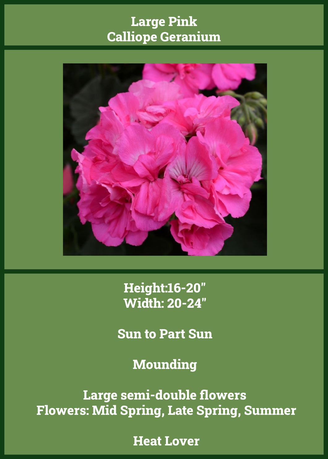 Geranium Large Pink Caliope