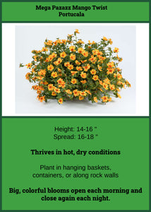 Portulaca Mango Twist