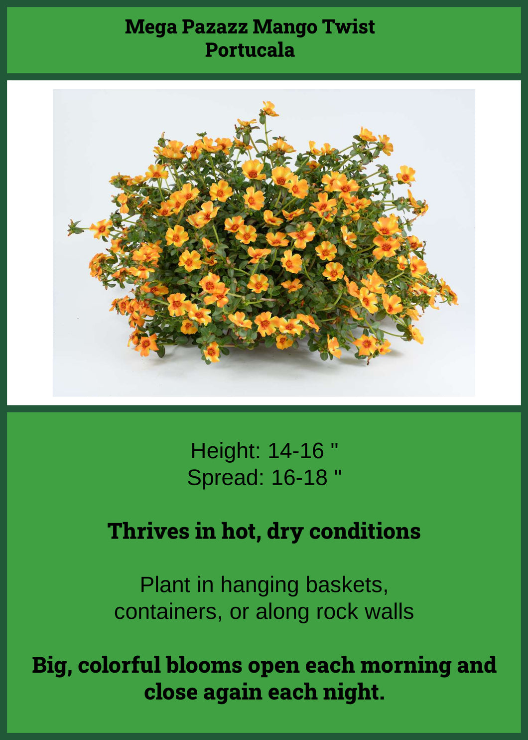 Portulaca Mango Twist