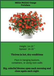 Portulaca Orange