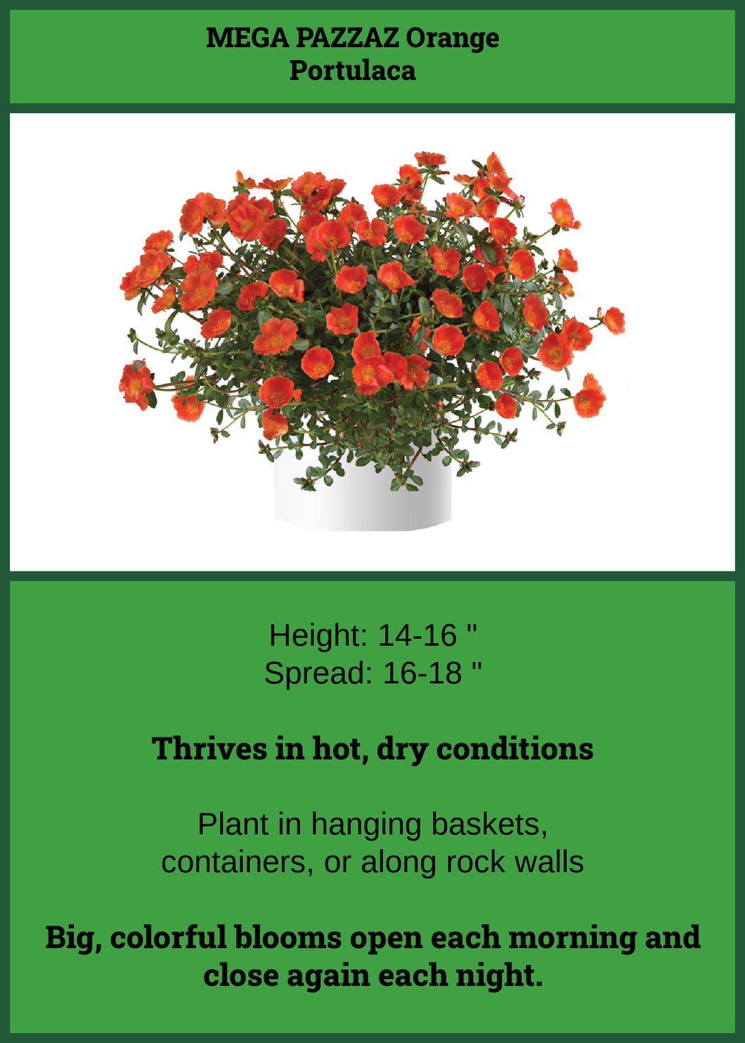 Portulaca Orange